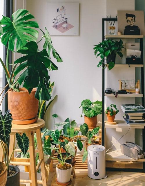 Why Plants Are Necessary In The Home